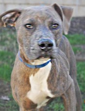 DOG OF THE WEEK - Chance